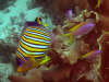 foto gallery immersioni diving albatros top diving informazioni consigli utili isole maldive dhonveli resort isola di kanu huraa atollo di male nord maggio 2004 by Claudia&Dario di www.tuttomaldive.it