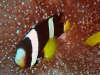 foto gallery immersioni diving albatros top diving informazioni consigli utili isole maldive dhonveli resort isola di kanu huraa atollo di male nord maggio 2004 by Claudia&Dario di www.tuttomaldive.it