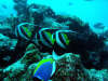 foto gallery immersioni diving albatros top diving informazioni consigli utili isole maldive dhonveli resort isola di kanu huraa atollo di male nord maggio 2004 by Claudia&Dario di www.tuttomaldive.it