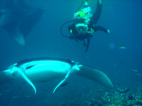 dhonveli diving albatros immersione con le mante
