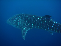 dhonveli diving albatros immersione lo squalo balena