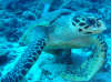 foto photo informazioni consigli utili isole maldive dhonveli resort isola di kanu huraa atollo di male nord aprile 2005 by Marina Silvia Paola e Stefano