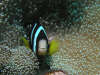 foto photo informazioni consigli utili isole maldive dhonveli resort isola di kanu huraa atollo di male nord aprile 2005 by Marina Silvia Paola e Stefano
