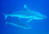 foto photo informazioni consigli utili isole maldive dhonveli resort isola di kanu huraa atollo di male nord aprile 2005 by Marina Silvia Paola e Stefano