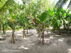 fotografie interno isola, aree comuni, palestra, spa e reception video informazioni notizie e consigli utili isole maldive eriyadu island resort isola di eriyadhoo atollo di male nord by Claudia&Dario di www.tuttomaldive.it gruppo luglio 2008