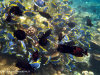 fotografie snorkelling video informazioni notizie e consigli utili isole maldive eriyadu island resort isola di eriyadhoo atollo di male nord by Claudia&Dario di www.tuttomaldive.it gruppo luglio 2008