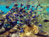 fotografie snorkelling video informazioni notizie e consigli utili isole maldive eriyadu island resort isola di eriyadhoo atollo di male nord by Claudia&Dario di www.tuttomaldive.it gruppo luglio 2008