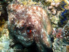 fotografie snorkelling video informazioni notizie e consigli utili isole maldive eriyadu island resort isola di eriyadhoo atollo di male nord by Claudia&Dario di www.tuttomaldive.it gruppo luglio 2008