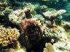fotografie snorkelling video informazioni notizie e consigli utili isole maldive eriyadu island resort isola di eriyadhoo atollo di male nord by Claudia&Dario di www.tuttomaldive.it gruppo luglio 2008