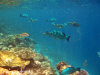 fotografie snorkelling video informazioni notizie e consigli utili isole maldive eriyadu island resort isola di eriyadhoo atollo di male nord by Claudia&Dario di www.tuttomaldive.it gruppo luglio 2008