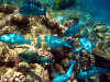 fotografie snorkelling video informazioni notizie e consigli utili isole maldive eriyadu island resort isola di eriyadhoo atollo di male nord by Claudia&Dario di www.tuttomaldive.it gruppo luglio 2008