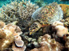 fotografie snorkelling video informazioni notizie e consigli utili isole maldive eriyadu island resort isola di eriyadhoo atollo di male nord by Claudia&Dario di www.tuttomaldive.it gruppo luglio 2008