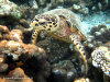 fotografie snorkelling video informazioni notizie e consigli utili isole maldive eriyadu island resort isola di eriyadhoo atollo di male nord by Claudia&Dario di www.tuttomaldive.it gruppo luglio 2008