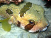 fotografie snorkelling video informazioni notizie e consigli utili isole maldive eriyadu island resort isola di eriyadhoo atollo di male nord by Claudia&Dario di www.tuttomaldive.it gruppo luglio 2008