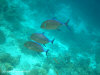 fotografie snorkelling video informazioni notizie e consigli utili isole maldive eriyadu island resort isola di eriyadhoo atollo di male nord by Claudia&Dario di www.tuttomaldive.it gruppo luglio 2008