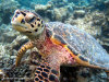 fotografie snorkelling video informazioni notizie e consigli utili isole maldive eriyadu island resort isola di eriyadhoo atollo di male nord by Claudia&Dario di www.tuttomaldive.it gruppo luglio 2008