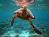 fotografie snorkelling video informazioni notizie e consigli utili isole maldive eriyadu island resort isola di eriyadhoo atollo di male nord by Claudia&Dario di www.tuttomaldive.it gruppo luglio 2008