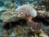 fotografie snorkelling video informazioni notizie e consigli utili isole maldive eriyadu island resort isola di eriyadhoo atollo di male nord by Claudia&Dario di www.tuttomaldive.it gruppo luglio 2008