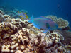 fotografie snorkelling video informazioni notizie e consigli utili isole maldive eriyadu island resort isola di eriyadhoo atollo di male nord by Claudia&Dario di www.tuttomaldive.it gruppo luglio 2008
