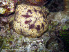 fotografie snorkelling video informazioni notizie e consigli utili isole maldive eriyadu island resort isola di eriyadhoo atollo di male nord by Claudia&Dario di www.tuttomaldive.it gruppo luglio 2008