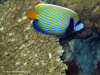 fotografie snorkelling video informazioni notizie e consigli utili isole maldive eriyadu island resort isola di eriyadhoo atollo di male nord by Claudia&Dario di www.tuttomaldive.it gruppo luglio 2008