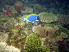 fotografie snorkelling video informazioni notizie e consigli utili isole maldive eriyadu island resort isola di eriyadhoo atollo di male nord by Claudia&Dario di www.tuttomaldive.it gruppo luglio 2008
