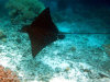 fotografie snorkelling video informazioni notizie e consigli utili isole maldive eriyadu island resort isola di eriyadhoo atollo di male nord by Claudia&Dario di www.tuttomaldive.it gruppo luglio 2008