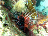fotografie snorkelling video informazioni notizie e consigli utili isole maldive eriyadu island resort isola di eriyadhoo atollo di male nord by Claudia&Dario di www.tuttomaldive.it gruppo luglio 2008