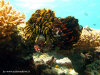 fotografie snorkelling video informazioni notizie e consigli utili isole maldive eriyadu island resort isola di eriyadhoo atollo di male nord by Claudia&Dario di www.tuttomaldive.it gruppo luglio 2008