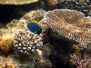 fotografie snorkelling video informazioni notizie e consigli utili isole maldive eriyadu island resort isola di eriyadhoo atollo di male nord by Claudia&Dario di www.tuttomaldive.it gruppo luglio 2008