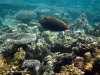 fotografie snorkelling video informazioni notizie e consigli utili isole maldive eriyadu island resort isola di eriyadhoo atollo di male nord by Claudia&Dario di www.tuttomaldive.it gruppo luglio 2008
