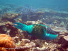 fotografie snorkelling video informazioni notizie e consigli utili isole maldive eriyadu island resort isola di eriyadhoo atollo di male nord by Claudia&Dario di www.tuttomaldive.it gruppo luglio 2008