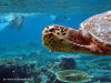 fotografie snorkelling video informazioni notizie e consigli utili isole maldive eriyadu island resort isola di eriyadhoo atollo di male nord by Claudia&Dario di www.tuttomaldive.it gruppo luglio 2008