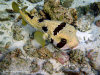 fotografie snorkelling video informazioni notizie e consigli utili isole maldive eriyadu island resort isola di eriyadhoo atollo di male nord by Claudia&Dario di www.tuttomaldive.it gruppo luglio 2008