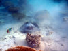 fotografie snorkelling video informazioni notizie e consigli utili isole maldive eriyadu island resort isola di eriyadhoo atollo di male nord by Claudia&Dario di www.tuttomaldive.it gruppo luglio 2008