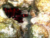fotografie snorkelling video informazioni notizie e consigli utili isole maldive eriyadu island resort isola di eriyadhoo atollo di male nord by Claudia&Dario di www.tuttomaldive.it gruppo luglio 2008