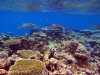 fotografie snorkelling video informazioni notizie e consigli utili isole maldive eriyadu island resort isola di eriyadhoo atollo di male nord by Claudia&Dario di www.tuttomaldive.it gruppo luglio 2008