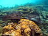 fotografie snorkelling video informazioni notizie e consigli utili isole maldive eriyadu island resort isola di eriyadhoo atollo di male nord by Claudia&Dario di www.tuttomaldive.it gruppo luglio 2008