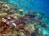 fotografie snorkelling video informazioni notizie e consigli utili isole maldive eriyadu island resort isola di eriyadhoo atollo di male nord by Claudia&Dario di www.tuttomaldive.it gruppo luglio 2008