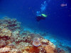 fotografie snorkelling video informazioni notizie e consigli utili isole maldive eriyadu island resort isola di eriyadhoo atollo di male nord by Claudia&Dario di www.tuttomaldive.it gruppo luglio 2008