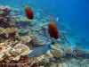 fotografie snorkelling video informazioni notizie e consigli utili isole maldive eriyadu island resort isola di eriyadhoo atollo di male nord by Claudia&Dario di www.tuttomaldive.it gruppo luglio 2008