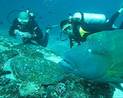 immersione bathala fish head mushimasmingili thila isola di bathala atollo di ari nord dalla guida turistica tuttomaldive informazioni, consigli utili degli esperti sub delle isole maldive : immersioni, luoghi, materiale immersioni e tecnica