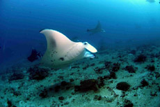 immersione bodu thila bluecaves ari nord isole maldive le mante foto by Giorgio Calnaghi
