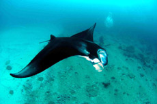 immersione bodu thila bluecaves ari nord isole maldive le mante foto by Giorgio Calnaghi
