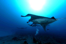 immersione bodu thila bluecaves ari nord isole maldive le mante foto by Giorgio Calnaghi