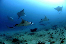 immersione bodu thila bluecaves ari nord isole maldive le mante foto by Giorgio Calnaghi