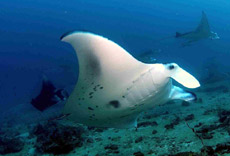 immersione bodu thila bluecaves ari nord isole maldive le mante foto by Giorgio Calnaghi