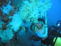 isole maldive : immersione fotteyo felidhoo
