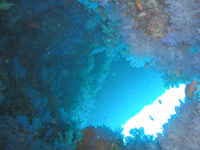 immersioni isole maldive : immersione ad angothy atollo ari sud 