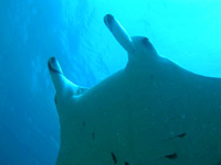 immersioni isole maldive : immersione a himendhoo thila - manta point atollo di ari nord